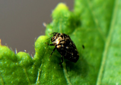common garden pest