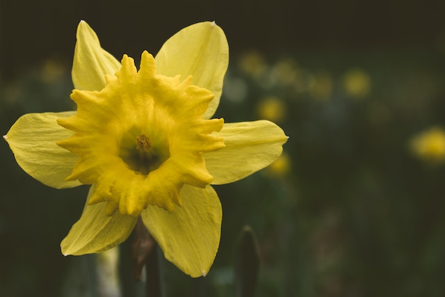 classic-flowers-like-daffodils-are-a-spring-flower
