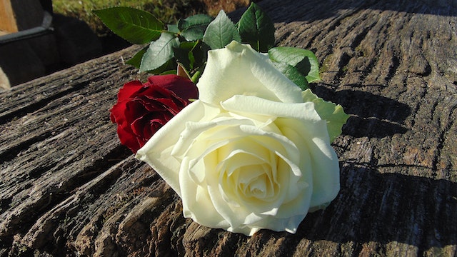 the-most-classic-of-flowers-gifted-between-lovers-is-rose