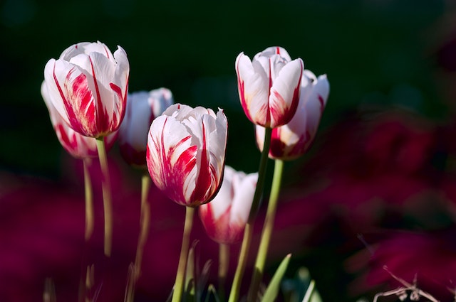 classic-flowers-like-tulip-speaks-of-love-and-affection